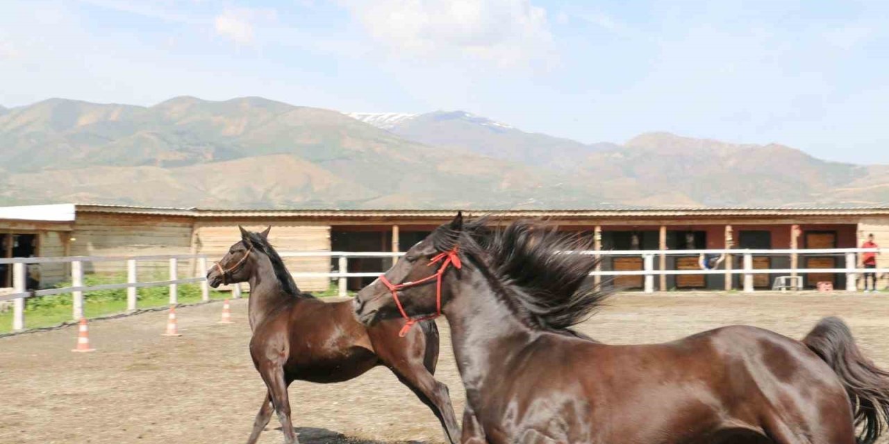 Koçaker, atlı spor kulübünde incelemelerde bulundu