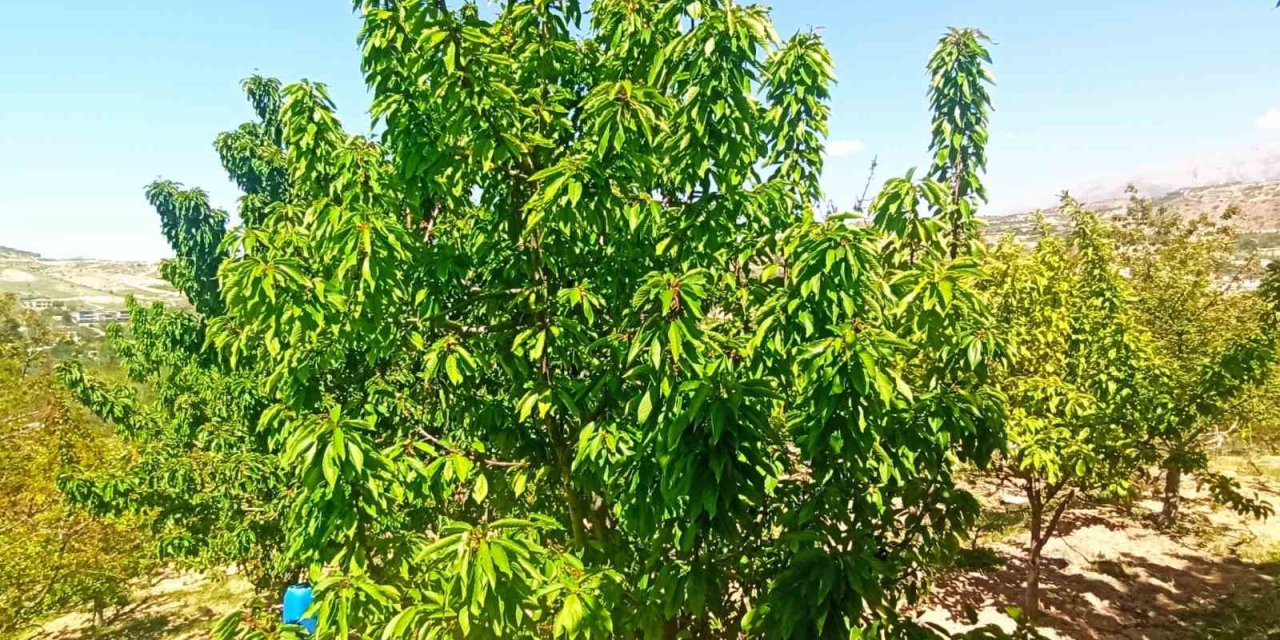 Zirai donun zarara yol açtığı Malatya’da kiraz yaprağı ümit oldu