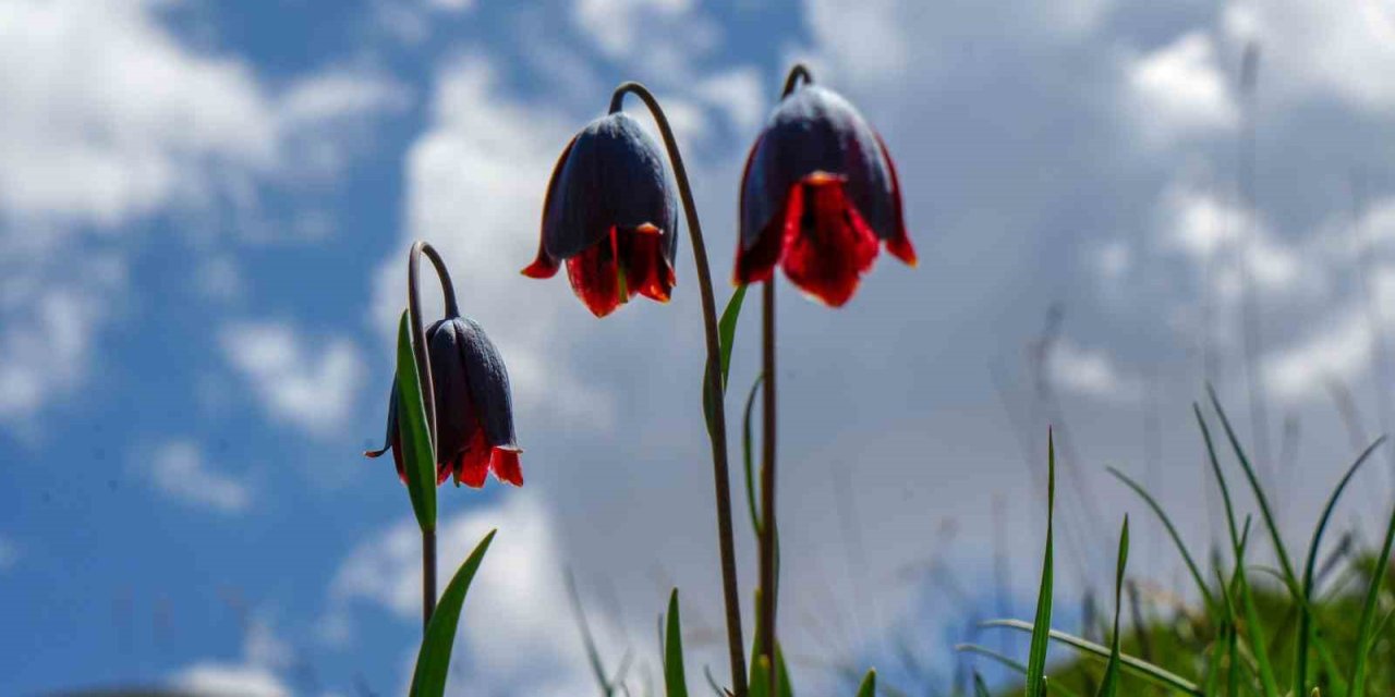 Palandöken’de Kaf ve Mor Laleler açtı