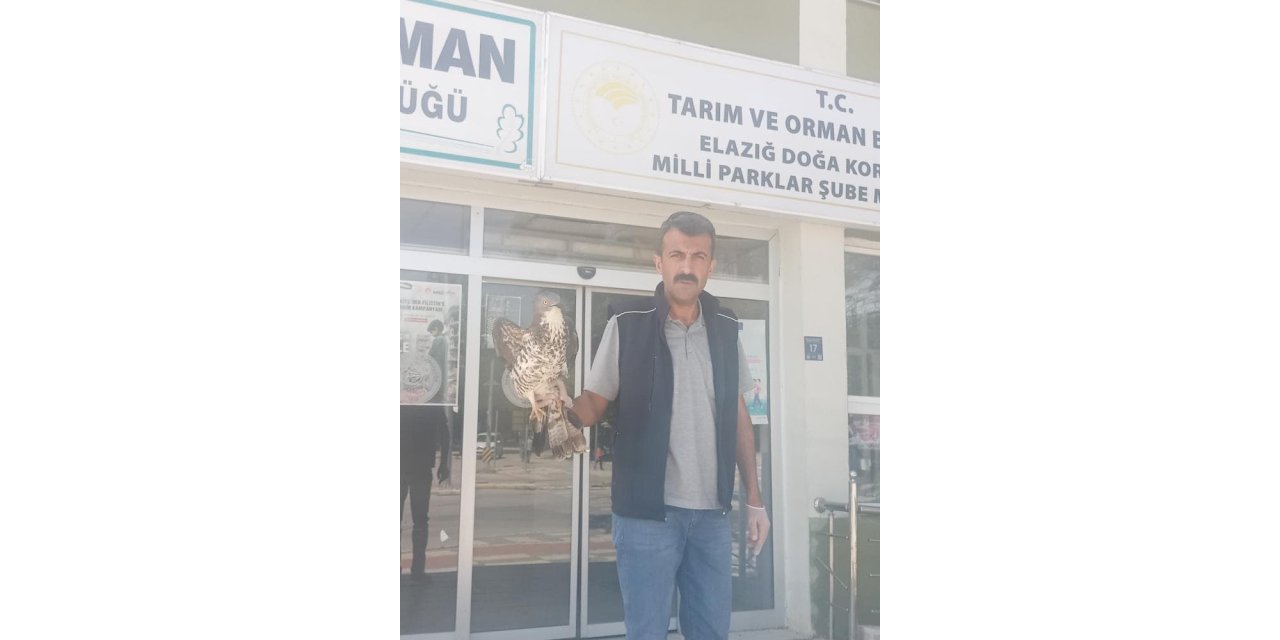 Elazığ’da yaralı şahin tedavi altına alındı
