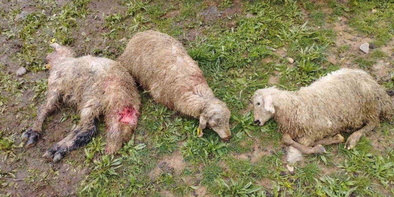 Kurt sürüsü 60 kuzuyu telef etti