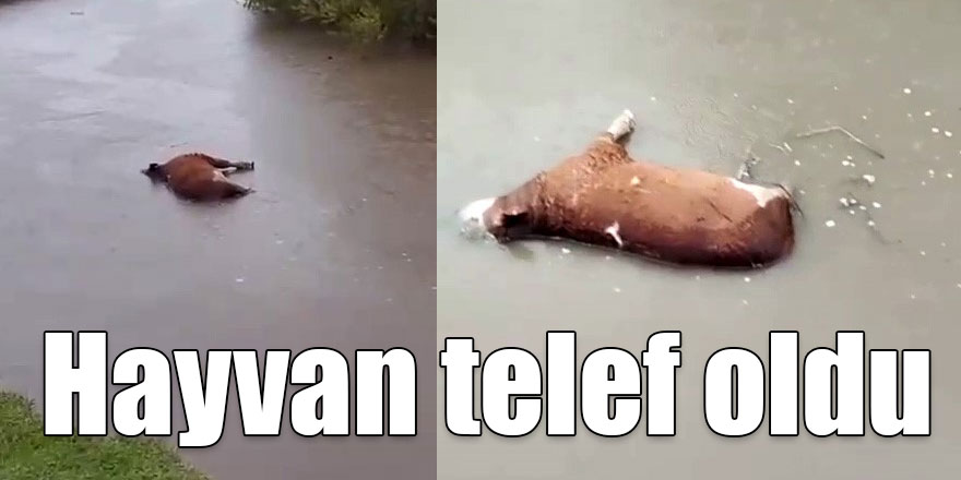 Kars’ta sel sularına kapılan büyükbaş hayvan telef oldu