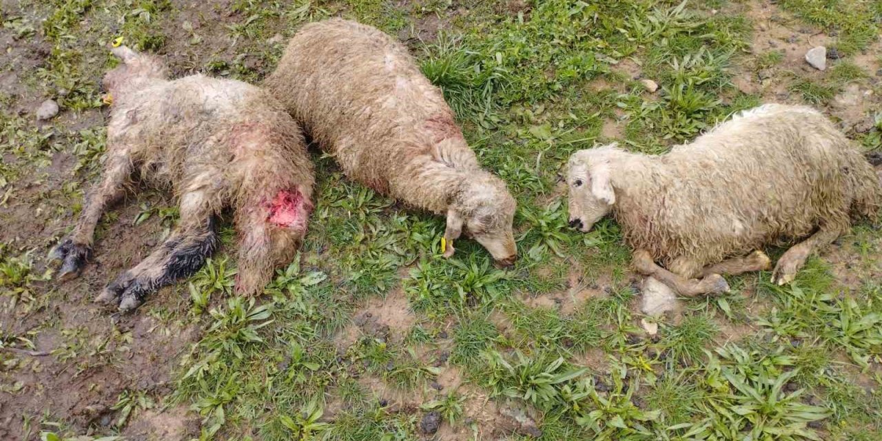 Erzincan’da ağıla giren kurtlar 15 kuzuyu telef etti, 15’ini yaraladı, 30’u ise kayboldu