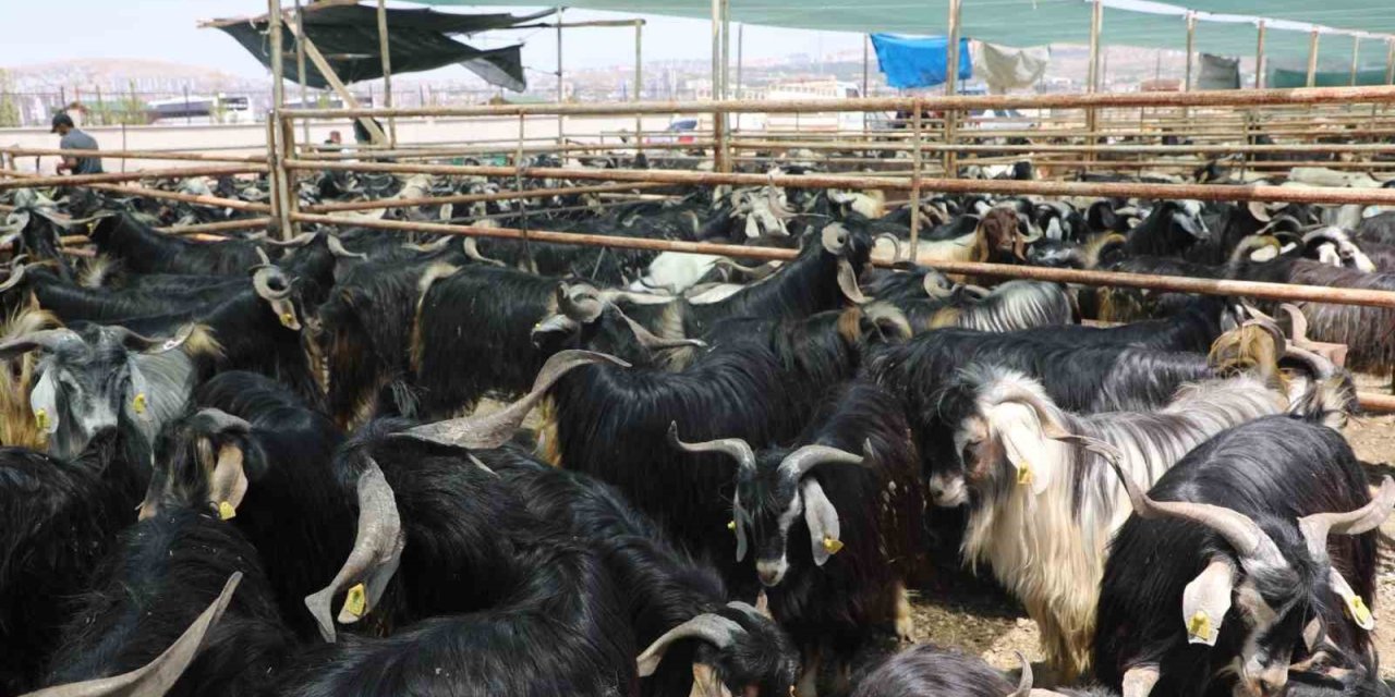 Elazığ’da kurban satış ve kesim alanı belirlendi