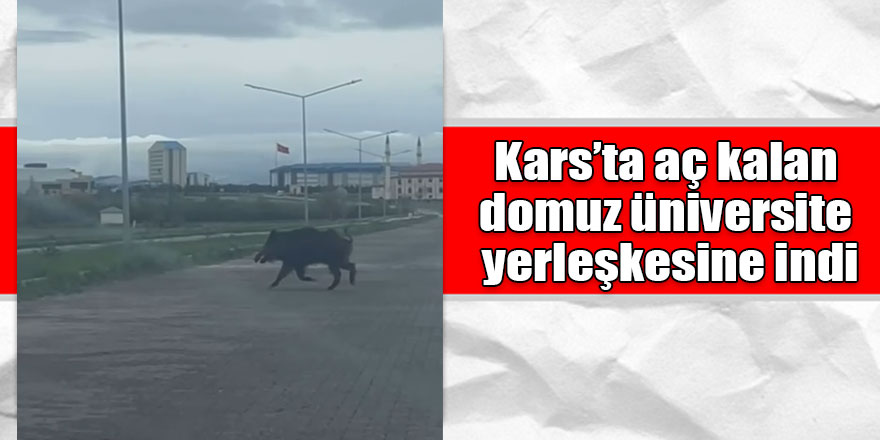 Kars’ta aç kalan domuz üniversite yerleşkesine indi