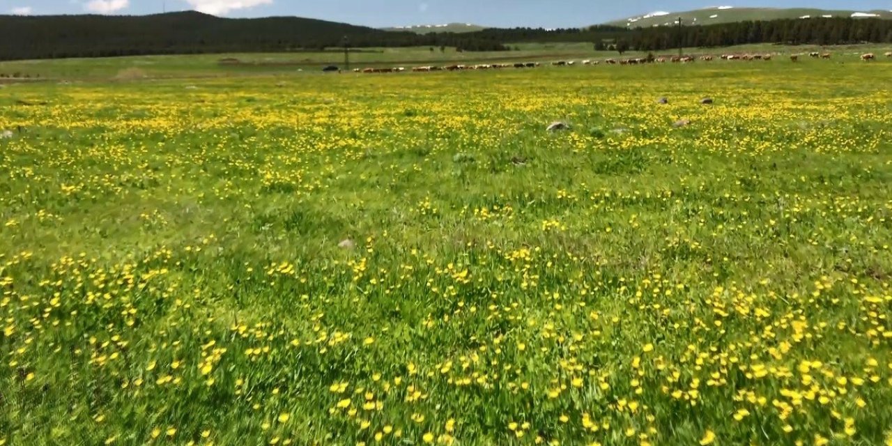 Kars’ta sarıçiçekler görenleri büyülüyor
