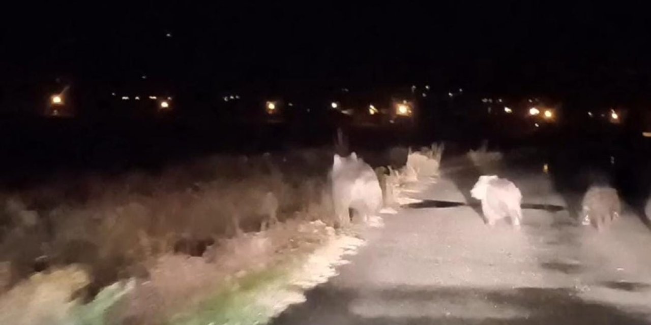 Bal avcısı ayılar ikinci kez arı kovanını saldırdı