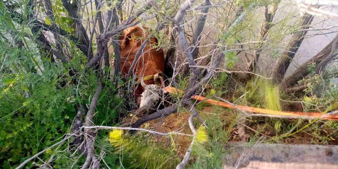 Nehir kıyısına düşen inek kurtarıldı