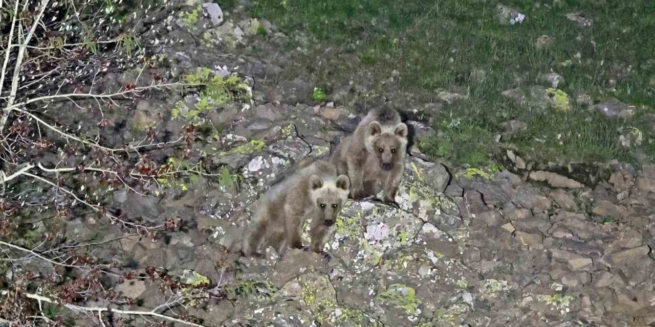 Nemrut’un maskot ayıları kış uykusundan uyandı
