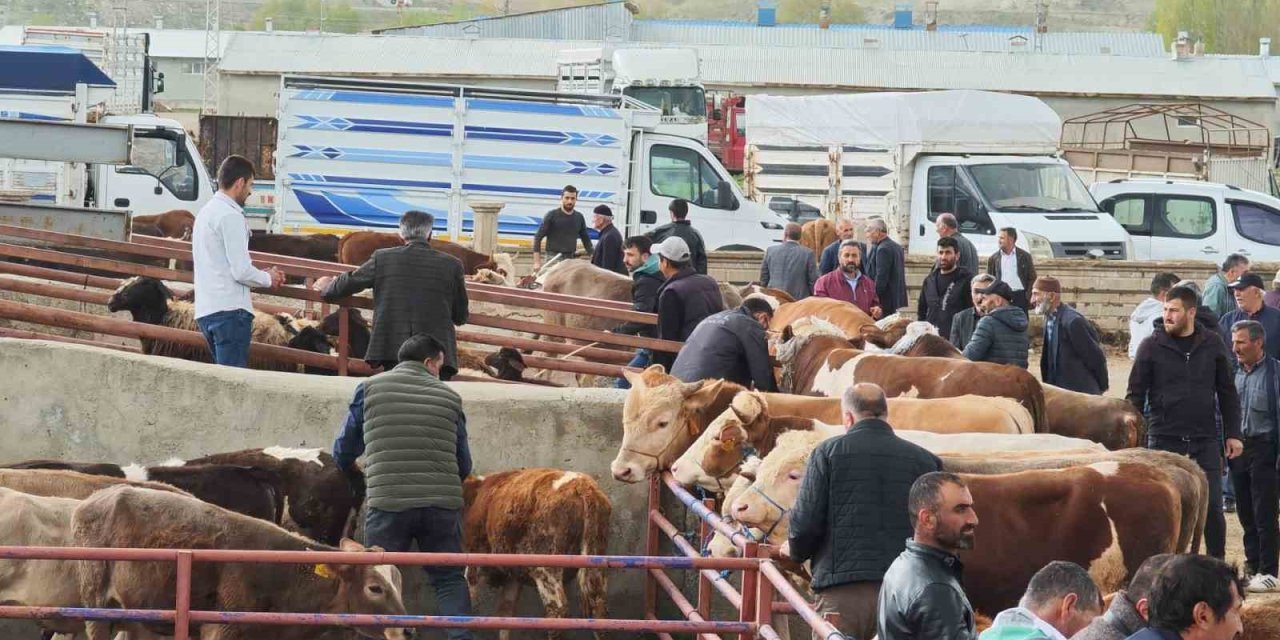 Kurbanlıklar görücüye çıktı