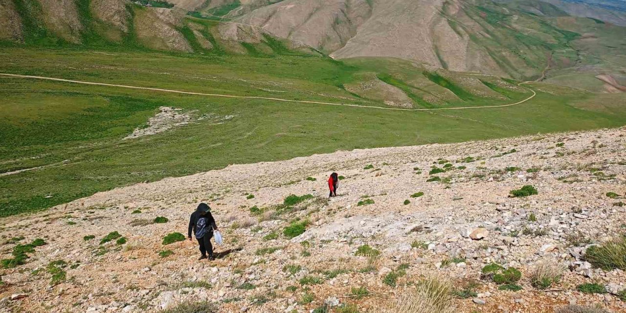 Uzmanlardan heliz otu ve mantar zehirlenmesi uyarısı