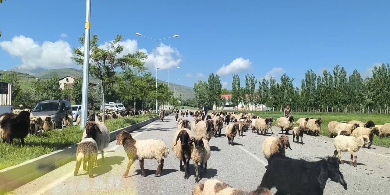 Muş’ta küçükbaş hayvan sürüleri trafiği tehlikeye düşürüyor