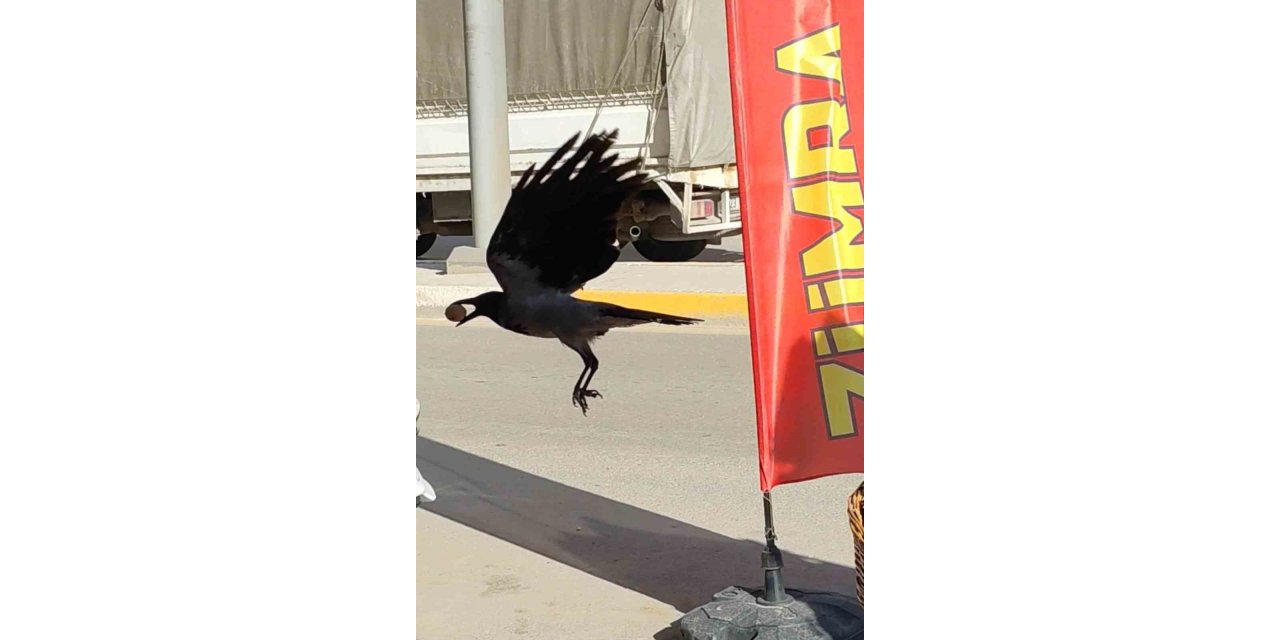 Ceviz çalan karga kameralara yakalandı