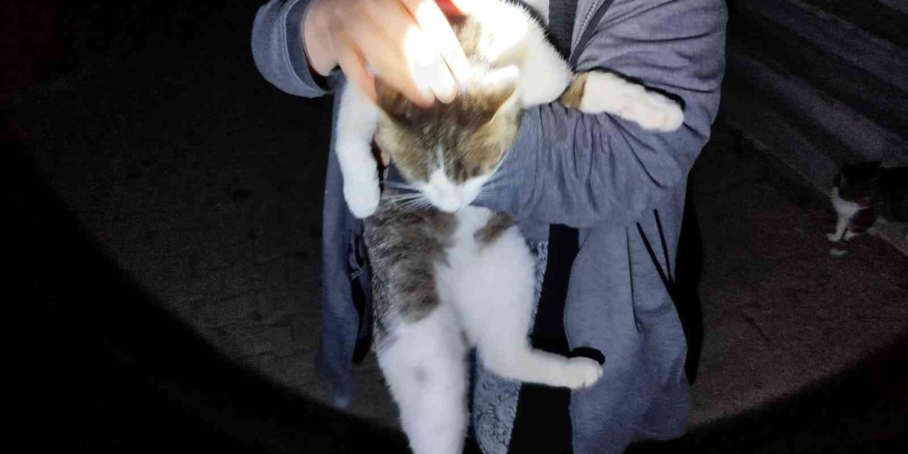 Mahsur kalan kediyi itfaiye kurtardı