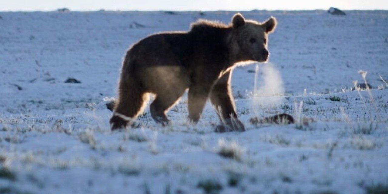 Ardahan’da boz ayı böyle görüntülendi
