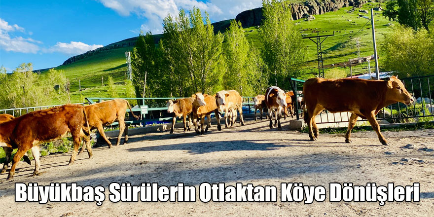 Aynalı Köyü’nde Hayvancılık Yaşamın Kalbi