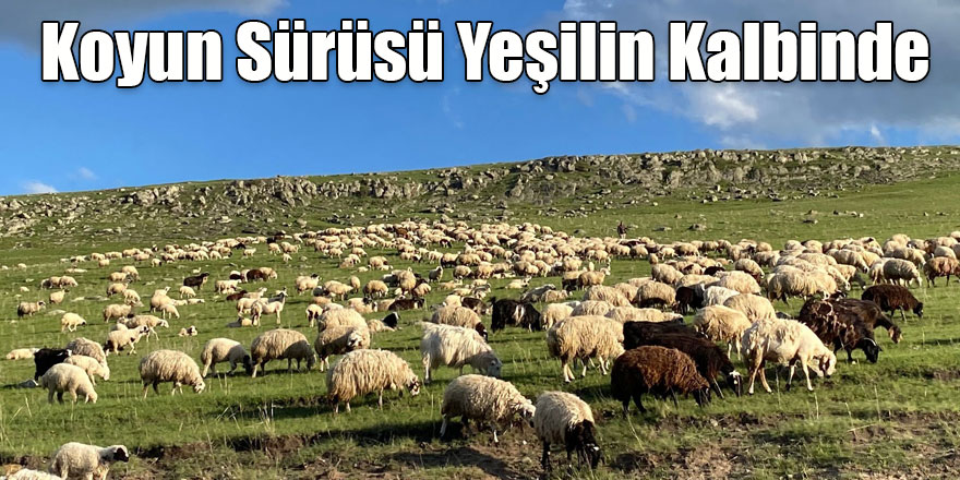 Koyun Sürüsü Yeşilin Kalbinde