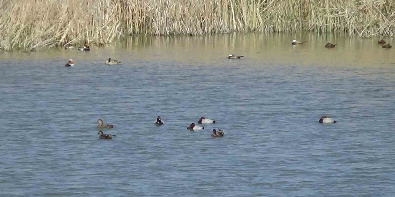 Van Gölü havzasında kuş popülasyonu canlandı