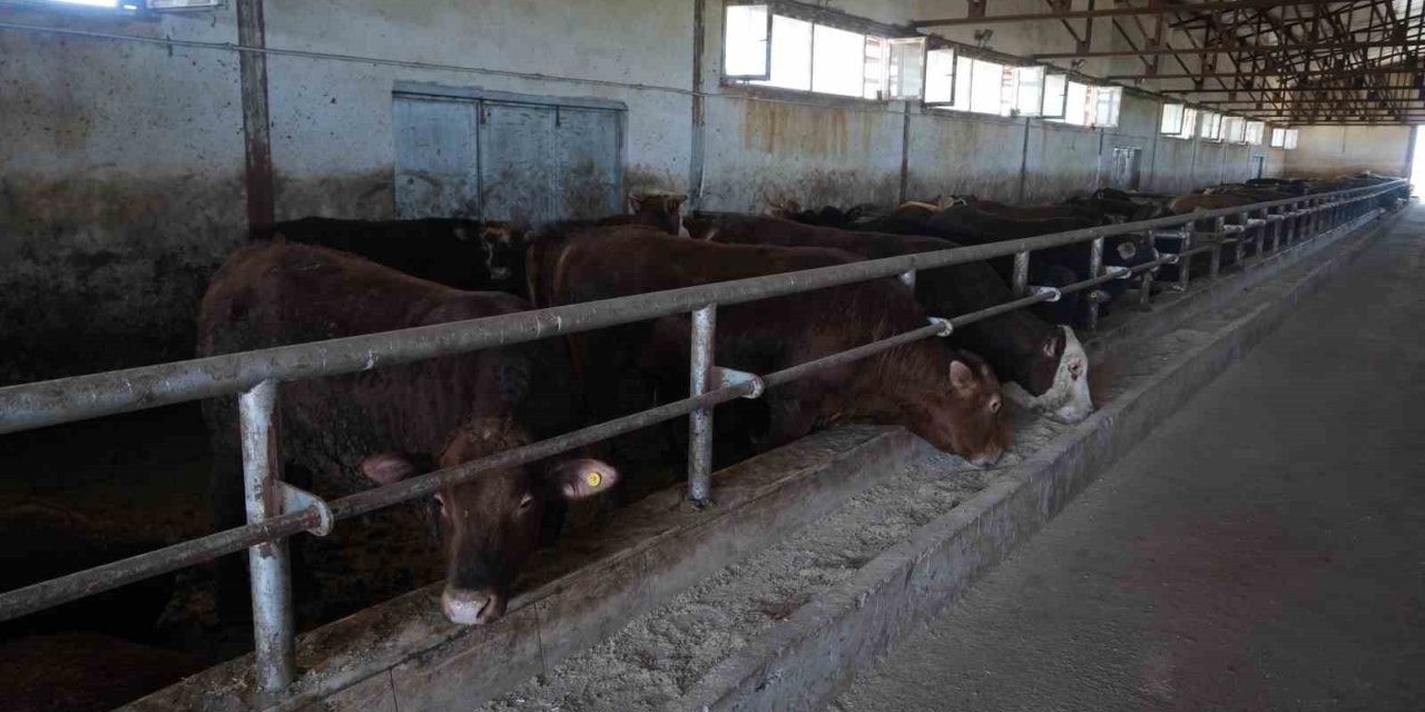 30 bin hayvan sevk edildi, 3 milyar TL’lik gelir bekleniyor