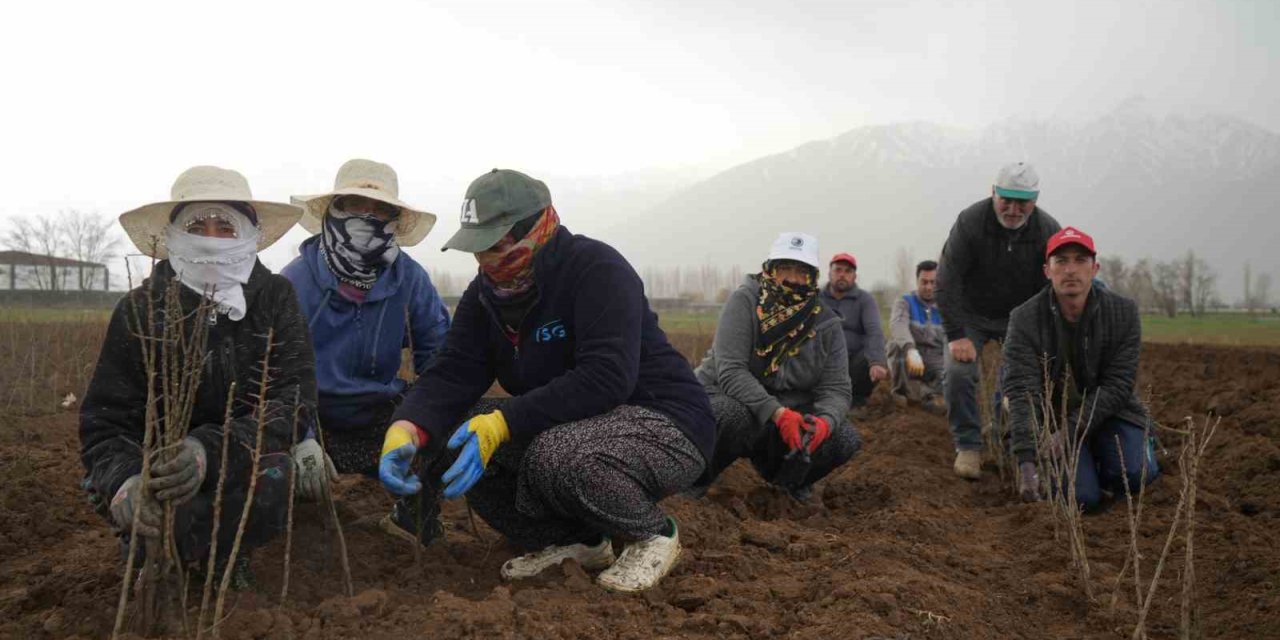 Erzincan bölgenin fidan ihtiyacını karşılıyor