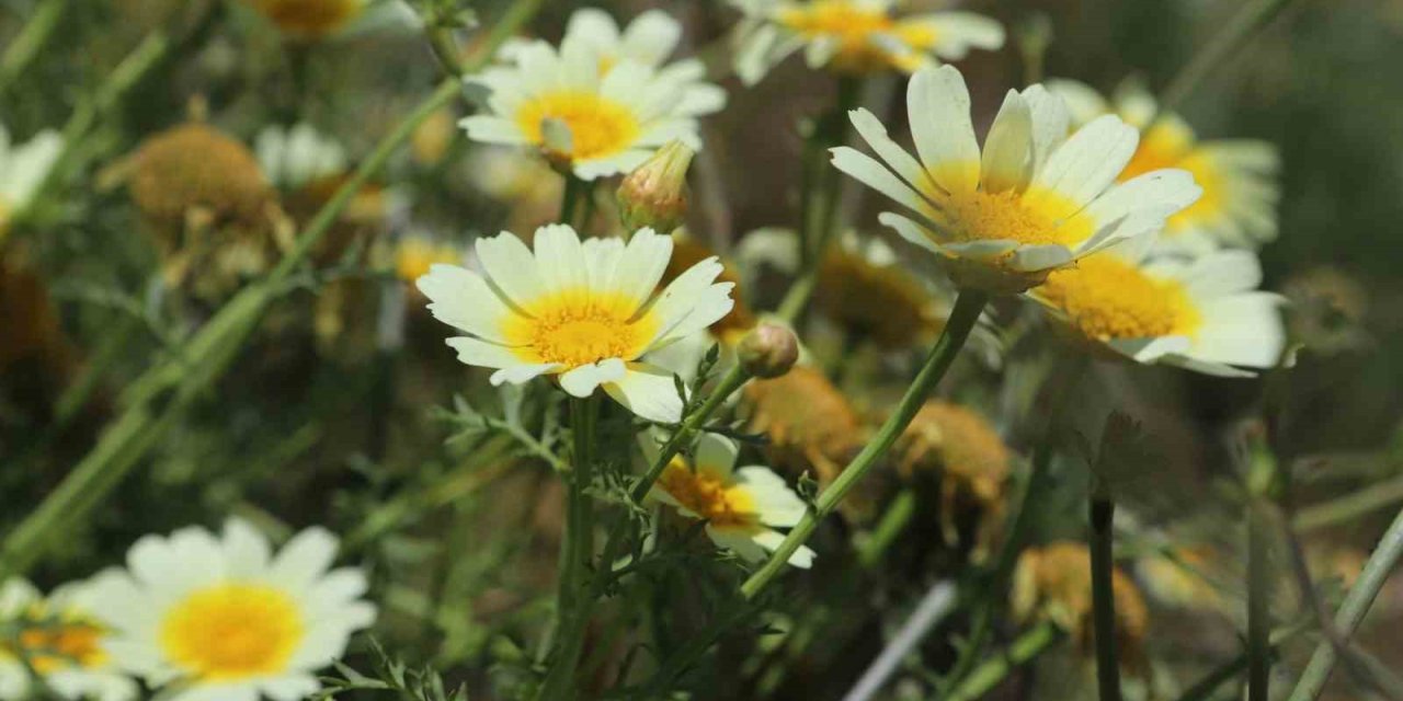 Papatyalarla bezenen Ağrı, görsel şölen sunuyor