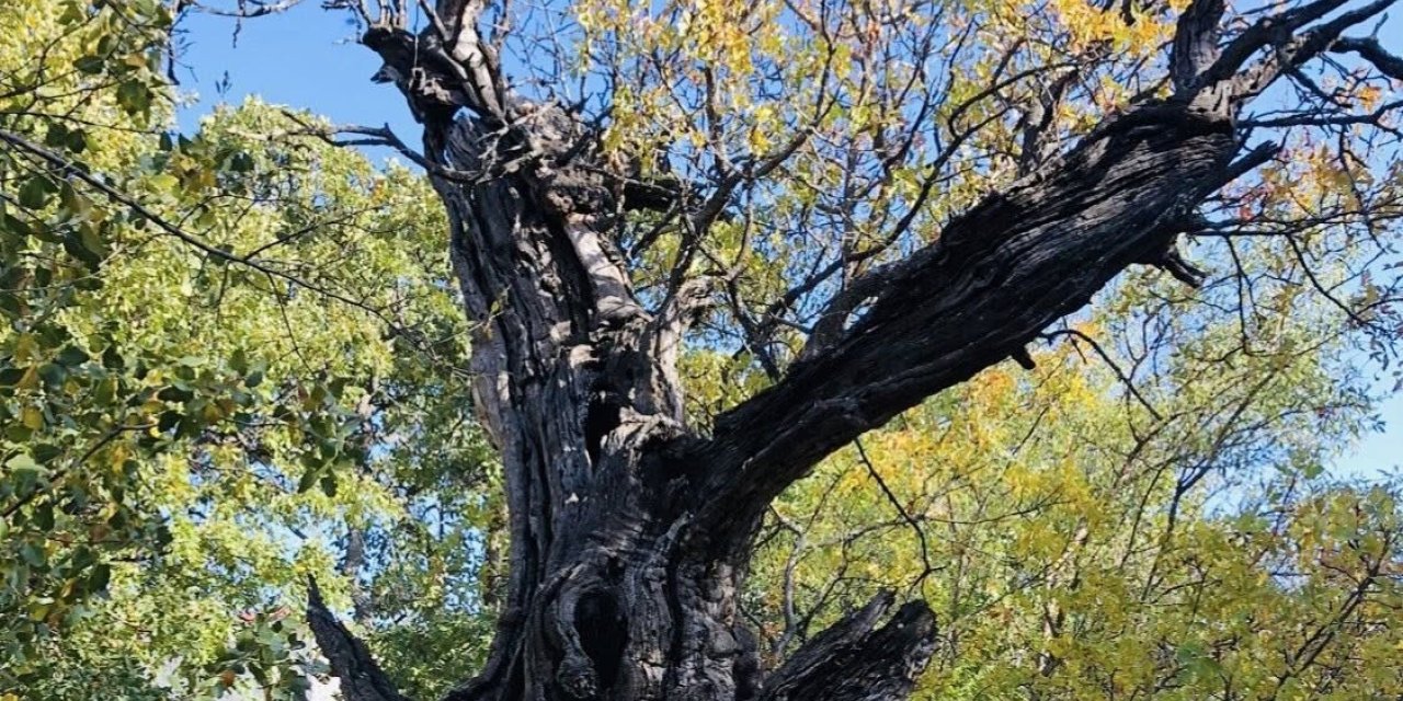 Arapgir’de 800 Yıllık Menengiç ağacı için tescil çalışması