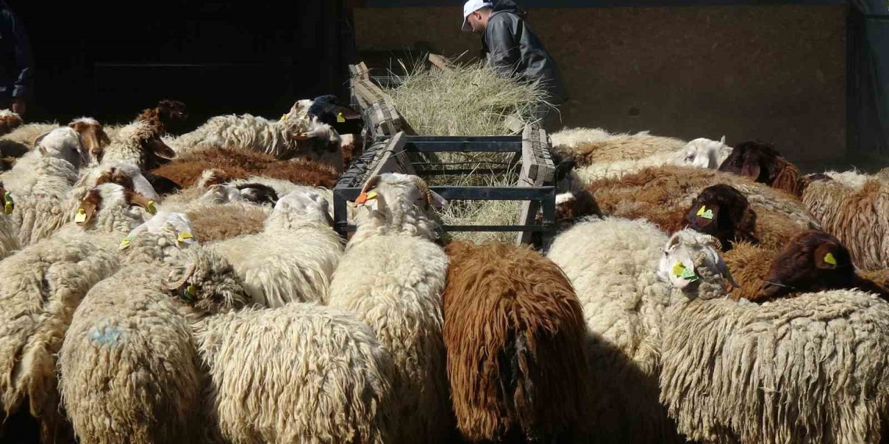 Bunlar da üniversiteli kurbanlıklar
