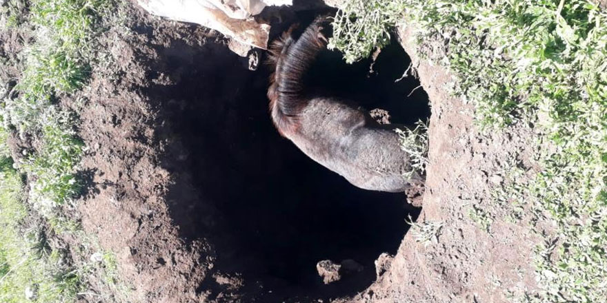 Kars’ta kuyuya düşen atı kendi imkanlarıyla kurtardılar