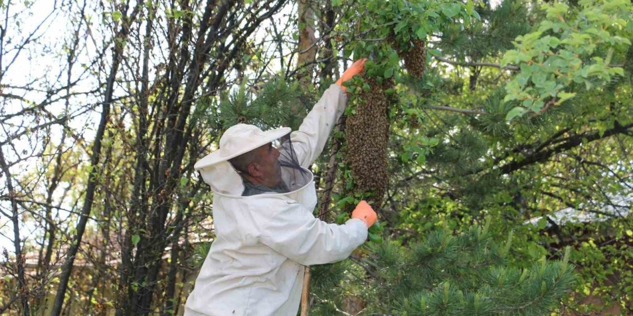 Arılar oğul veriyor