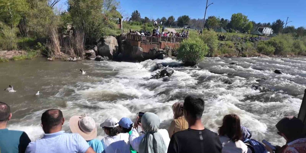 Uçan balıkların göçüne yoğun ilgi