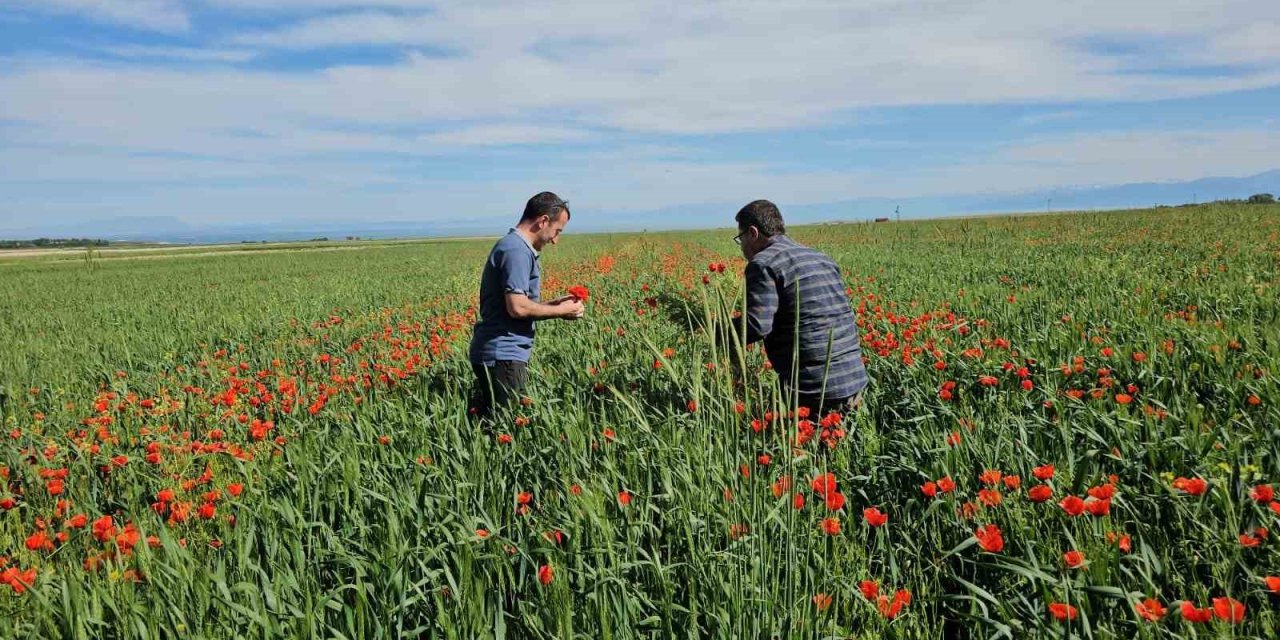 Adilcevaz’da tarlalar gelinciklerle süslendi