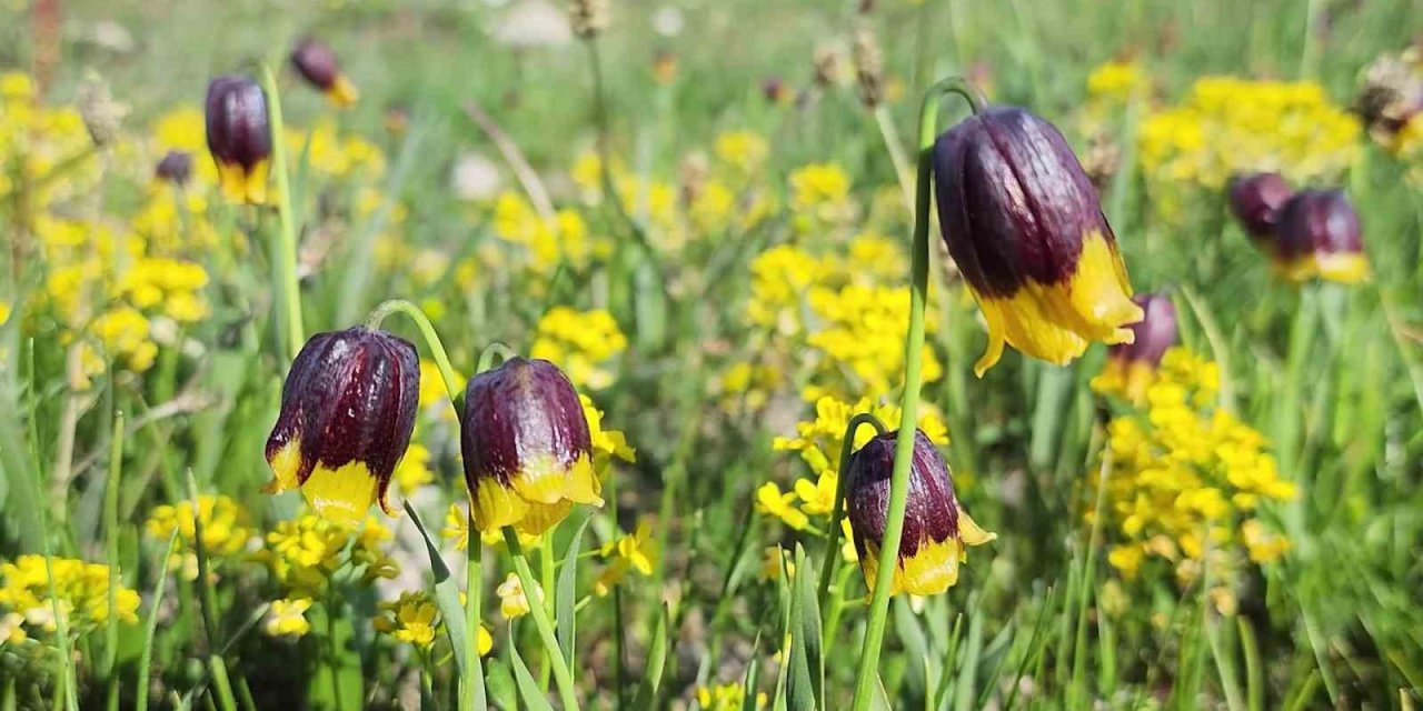Karayazı’da Ters Lale Festivali coşkusu