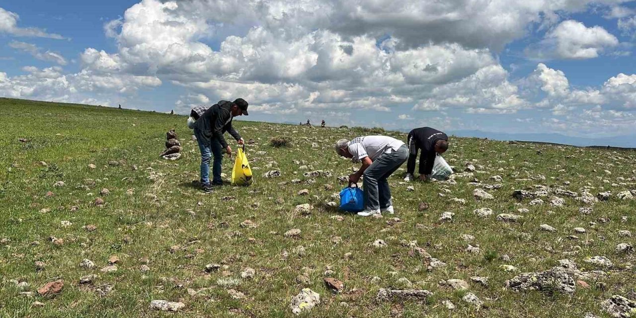 Karslılar şifalı bitkileri toplamak için dağ taş geziyor