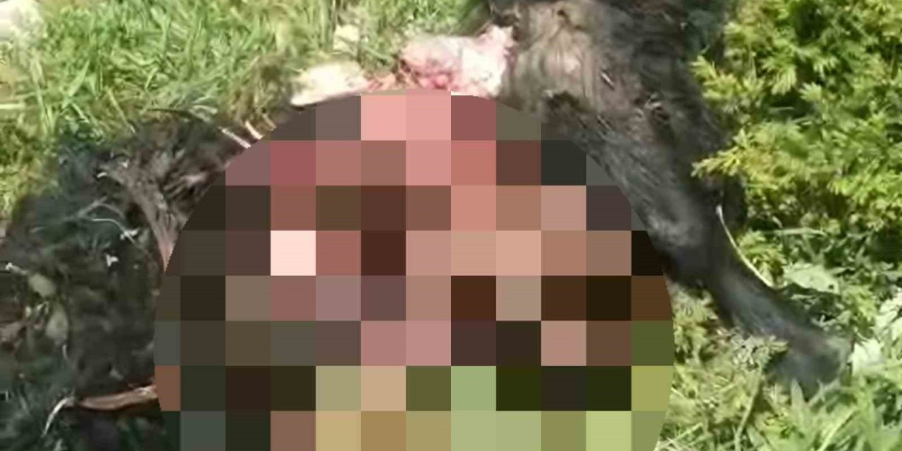 Tunceli’de ayı dehşeti: Bir kişi yaralandı, 31 küçükbaş hayvan telef oldu