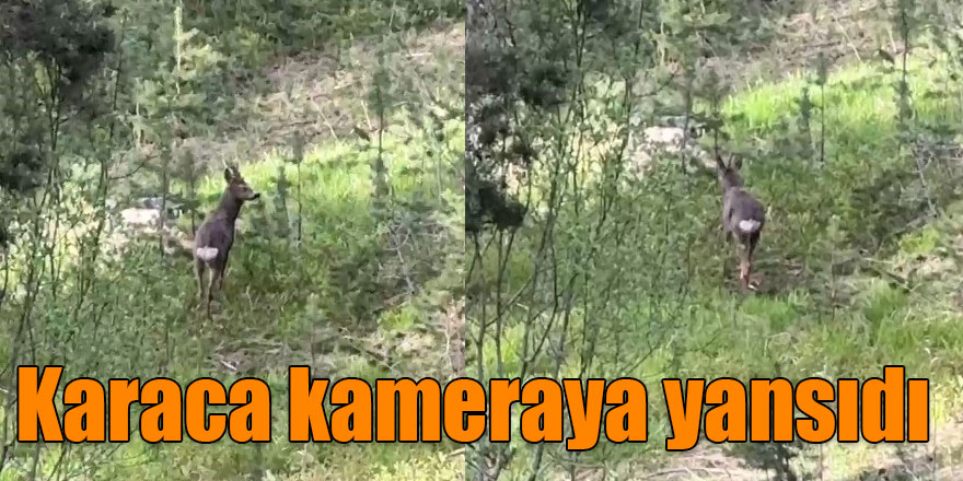 Sarıkamış ormanlarında yiyecek arayan karaca kameraya yansıdı