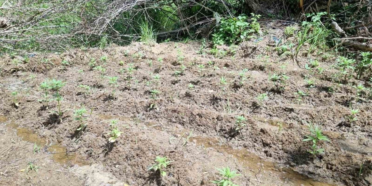 Bingöl’de 330 kök kenevir ele geçirildi