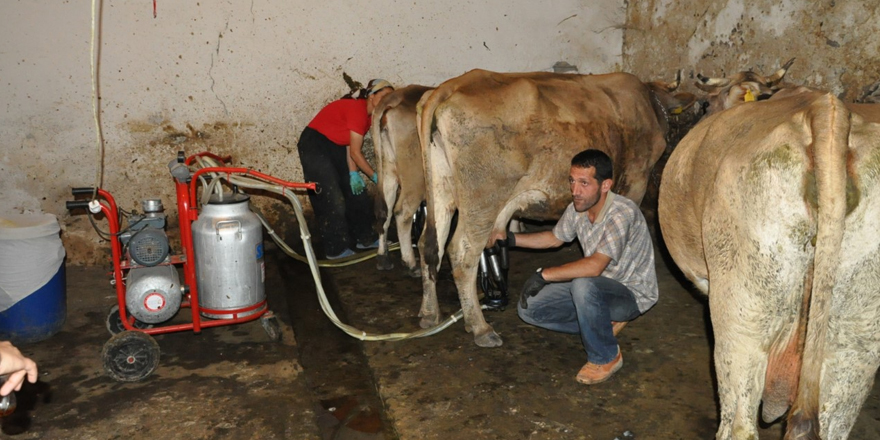 Sütün litre fiyatı 2 TL olarak belirlendi