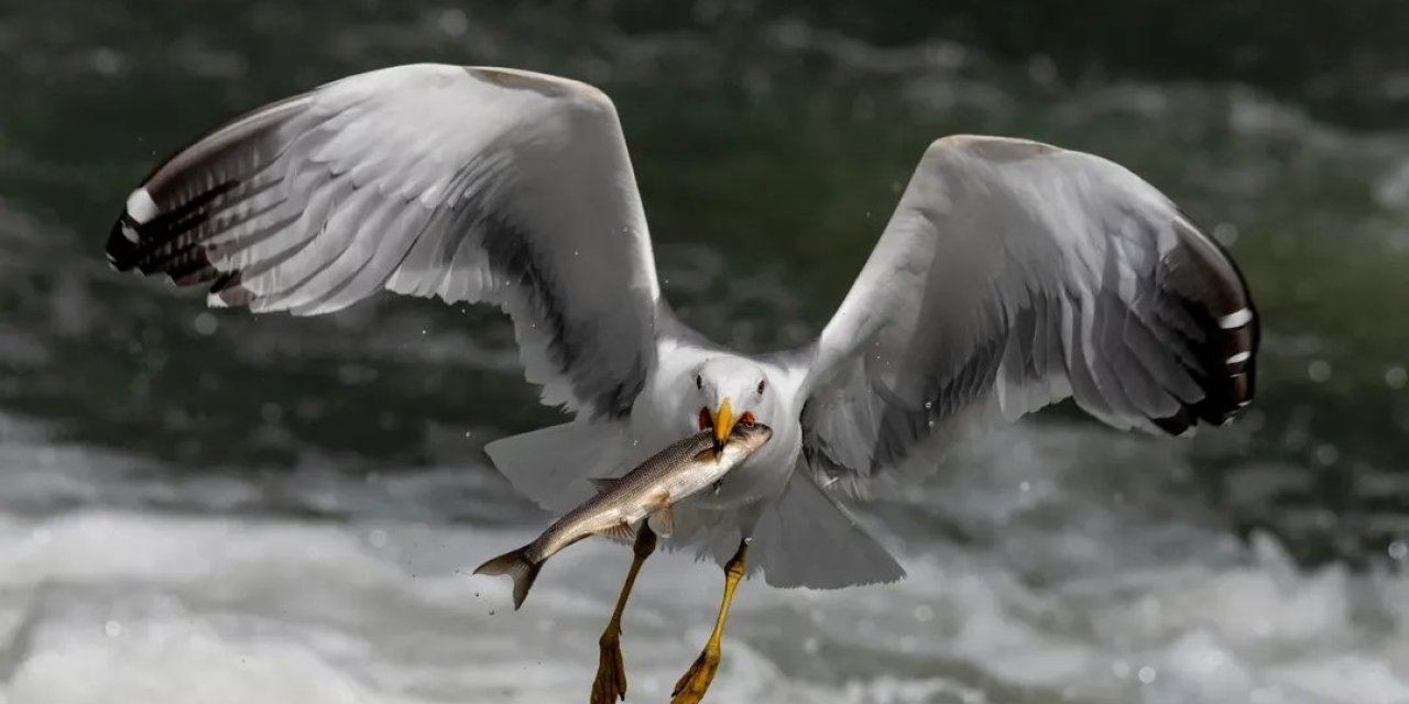 Martıların inci kefali avı