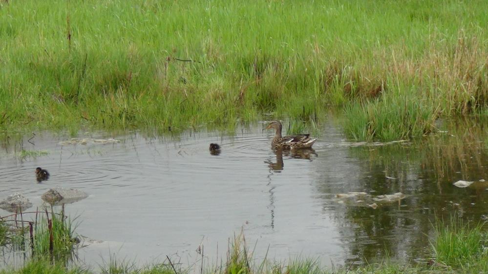 Kars’ta stadyuma yuva yapan yaban ördeği yavruları ile birlikte Kars Çayı’na bırakıldı