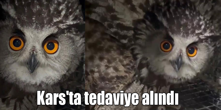 Puhu kuşu şimdi şefkatli ellerde