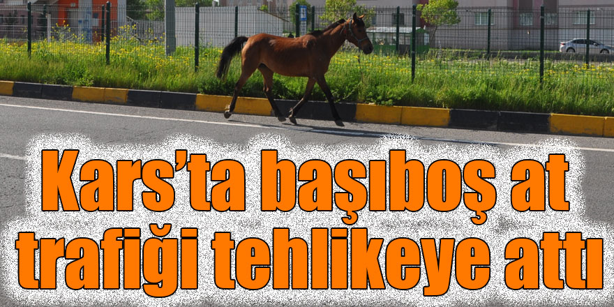 Kars’ta başıboş at trafiği tehlikeye attı