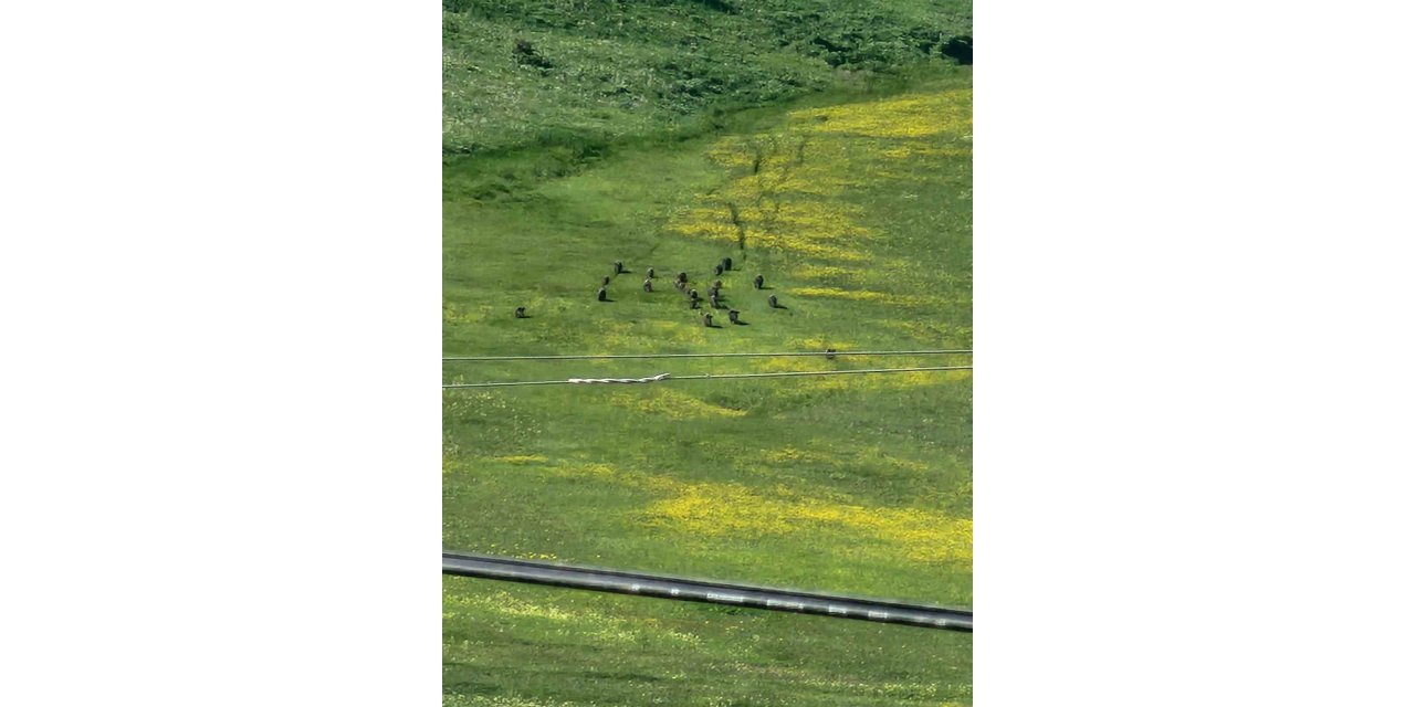 Horasan’da domuz sürüsü görüntülendi