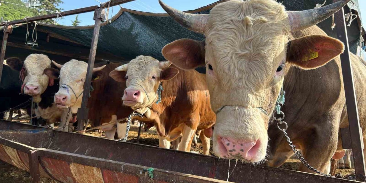 Erzincan’da kurban kesim yerleri açıklandı