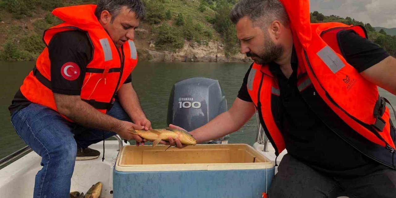 Kars’ta sazan balıklarının üreme dönemleri araştırılıyor