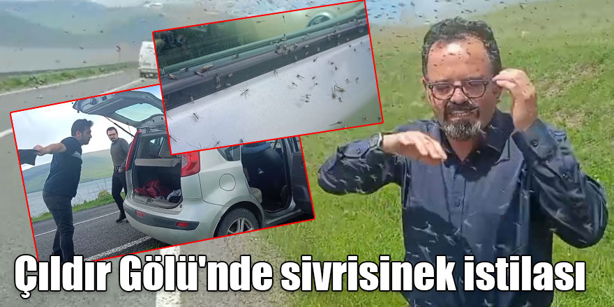 Çıldır Gölü'nde sivrisinek istilası