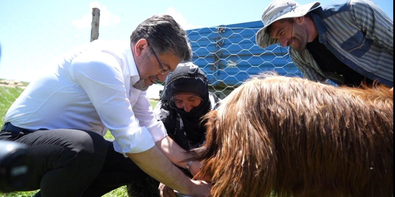 Bakan Yumaklı, süt sağan kadınlara eşlik etti, keçi sağdı