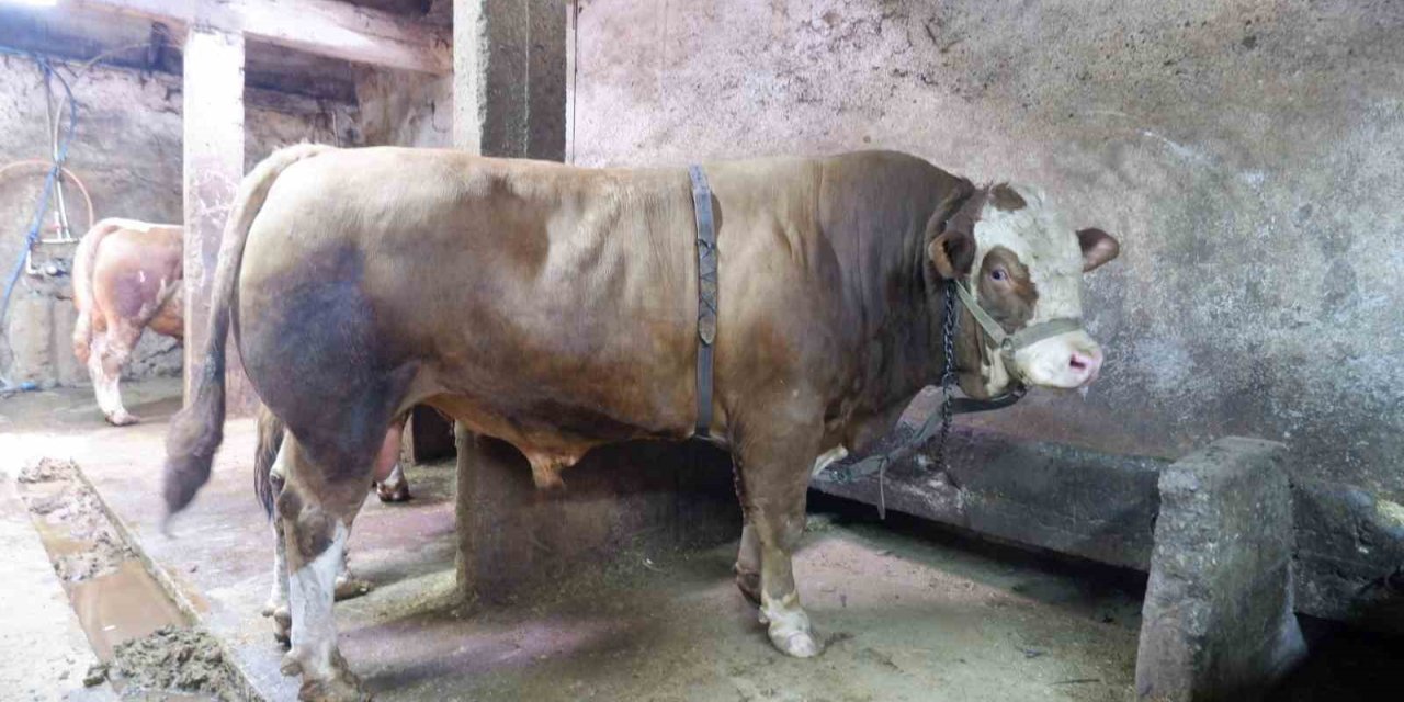 1 ton 200 kiloluk tosun 400 bin liraya satıldı