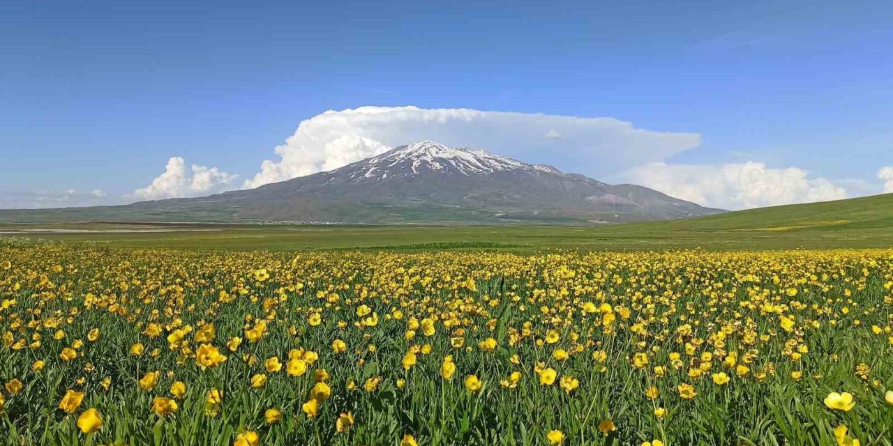 Sütey Yaylası bahar çiçekleriyle renklendi