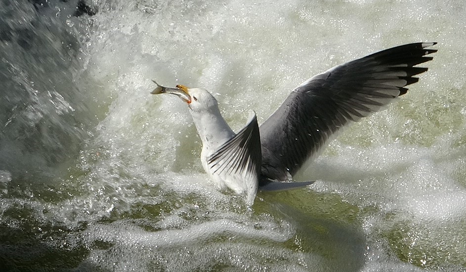 İnci kefalinin hayat mücadelesi objektiflere yansıdı