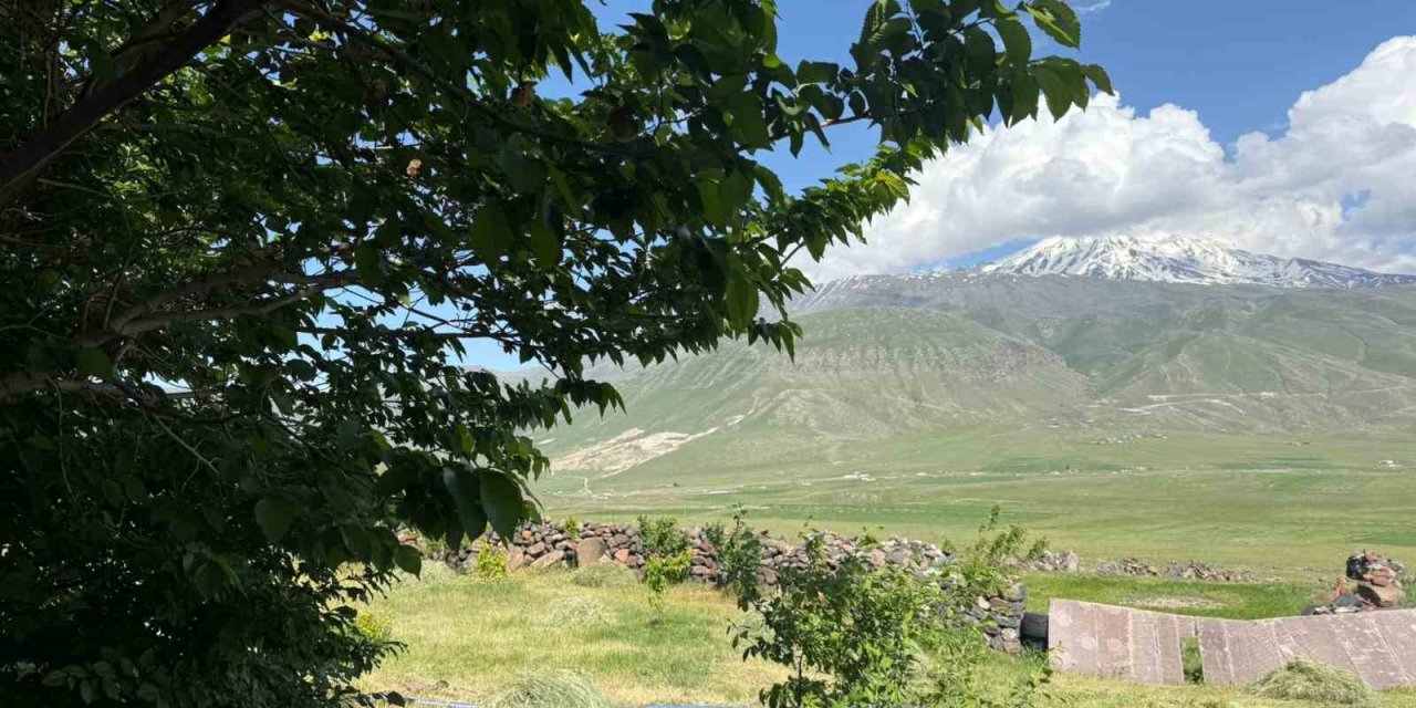 Iğdır’da çorak arazi ağaçlarla yeşeriyor